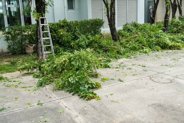 The Steps Involved in Our Tree Care Process in Hellertown, PA